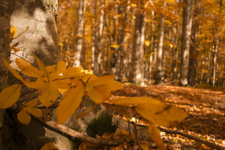 top of the trees in autumn forest at sunsetの写真素材