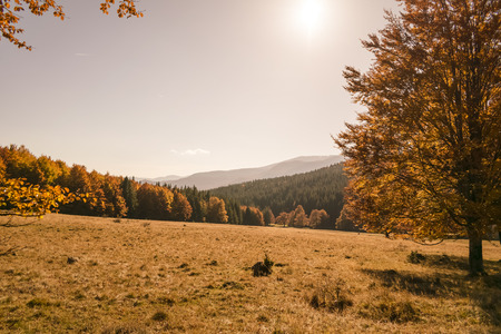 top of the trees in autumn forest at sunsetの写真素材