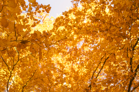 top of the trees in autumn forest at sunsetの写真素材