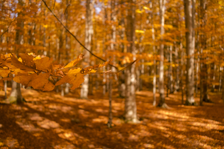 top of the trees in autumn forest at sunsetの写真素材