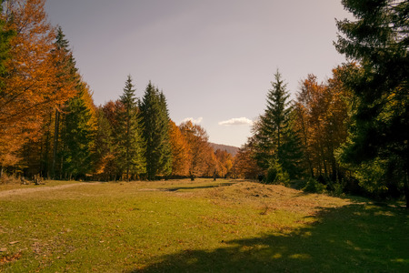 top of the trees in autumn forest at sunsetの写真素材