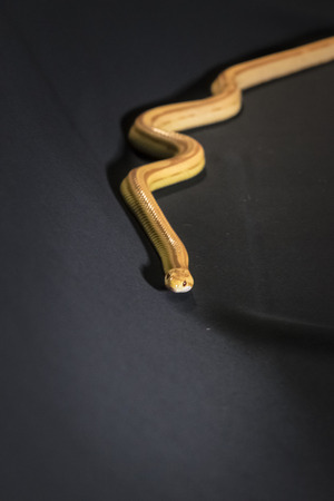 Creamsicle Corn Snake Elaphe guttata guttata isolated on black backgroundの写真素材