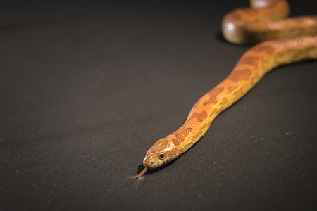 Creamsicle Corn Snake Elaphe guttata guttata isolated on black background