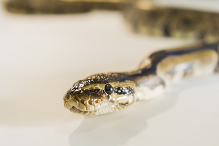 Royal or Ball Python snake, isolated on white background
