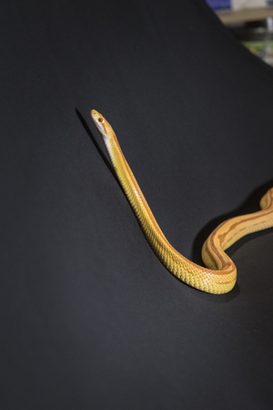 Creamsicle Corn Snake Elaphe guttata guttata isolated on black background