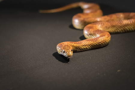 Creamsicle Corn Snake Elaphe guttata guttata isolated on black background