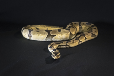 Royal or Ball Python snake, isolated on black backgroundの写真素材