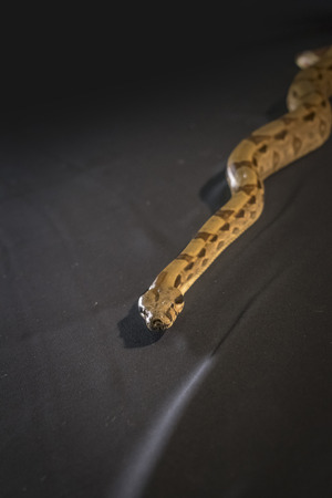 Royal or Ball Python snake, isolated on black background