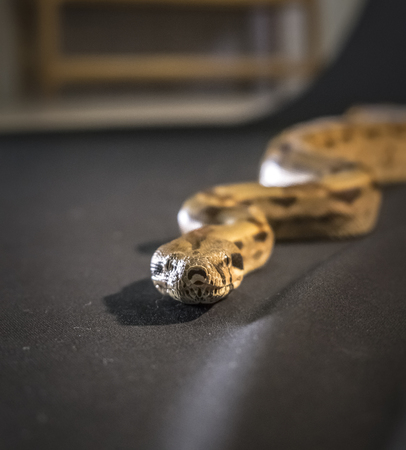 Royal or Ball Python snake, isolated on black background