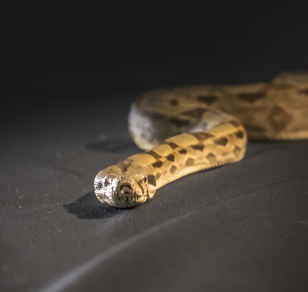 Royal or Ball Python snake, isolated on black backgroundの写真素材