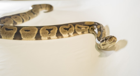 Royal or Ball Python snake, isolated on white backgroundの写真素材