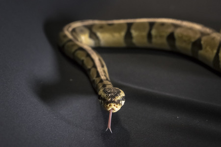 Royal or Ball Python snake, isolated on black background