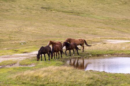 herd of horses grazing on a summer green meadow, in the mountainsの写真素材