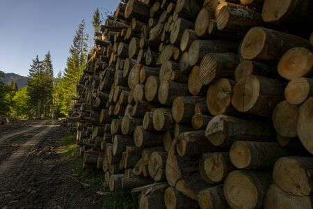 pile of wood in the green forest, in the spring. Deforestation made by man