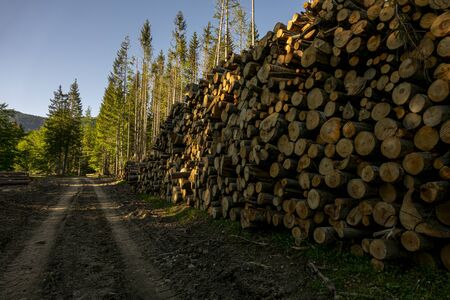 pile of wood in the green forest, in the spring. Deforestation made by manの写真素材