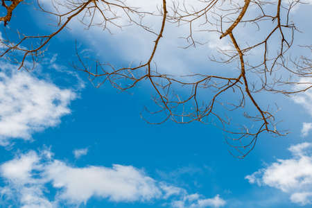 dry trees and clouds in the blue sky