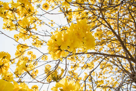 Indian Yellow Tree Scientific name Tabebuia chrysantha Nichols English called Golden Tree or Tallow Pui, flowers bloom.の写真素材