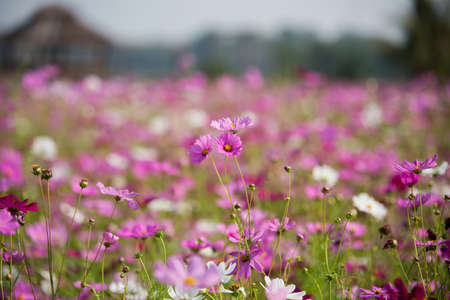 Cosmos garden with many colorful, cosmos flowersの写真素材