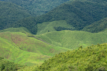 nature mountains and trees in the rainy seasonの写真素材