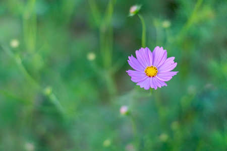 cosmos flower purple beautiful bloom green backgroundの写真素材