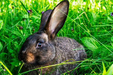 Black rabbit sits in the green grass under the rays of morning lightの写真素材