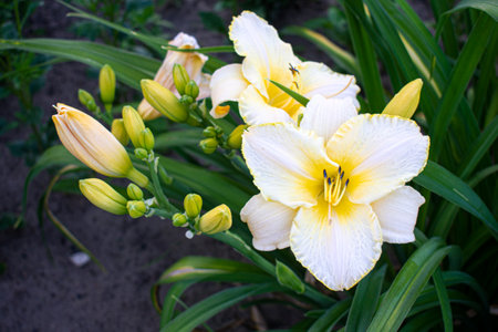 Beautiful white lilies with a yellow center on a background of green leaves. Nature conceptの写真素材