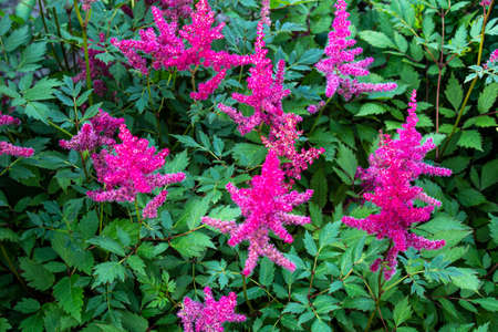 Astilbe chinensis flowers bloom in the garden. Nature conceptの写真素材