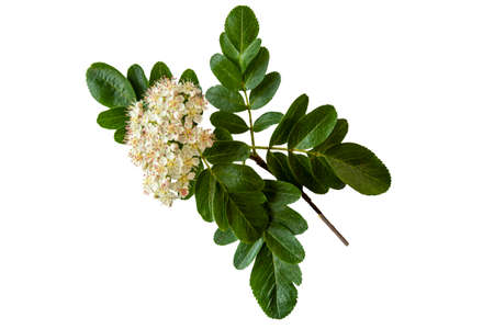 Beautiful branch of blossoming rowan in spring isolated on white background.の写真素材
