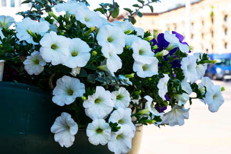 Beautiful white petunias in pots for a cafe or restaurant