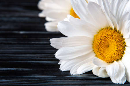 Chamomile close-up on a wooden black backgroundの写真素材