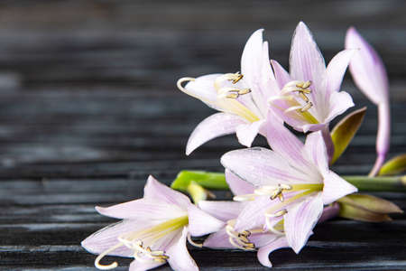 Pink delicate flowers hosta on a beautiful wooden background.