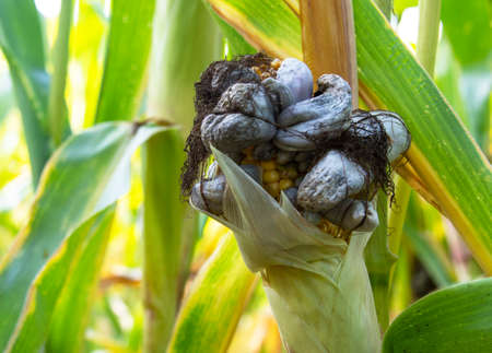 Corn smut. Ustilago maydis disease. Corn cob infected with corn smut, corn illness reduce yield in agricultureの写真素材