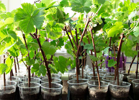 Grape cuttings sprout in the spring in a jar. Preparing to expand the vineyards. Germination of vines. The process of rooting vines before planting in the ground.の写真素材