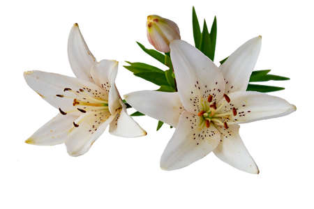White lily flowers, with long stamens isolated on whiteの写真素材