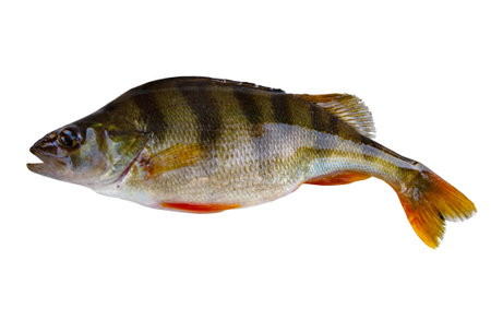 Freshwater fish isolated on white background. This fish known as the common, redfin, big-scaled, Eurasian or European perch is a predatory species of perch, type species: Perca fluviatilis.の写真素材