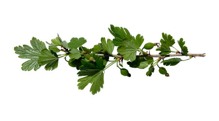 Branch of gooseberry bush on isolated white background. Sprout of spring berry bush with leaves isolated. copyspace.の写真素材