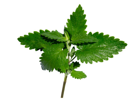 Fresh raw mint leaves isolated on white backgroundの写真素材