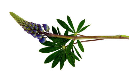 Purple lupine flower with green leaves isolated on a white backgroundの写真素材