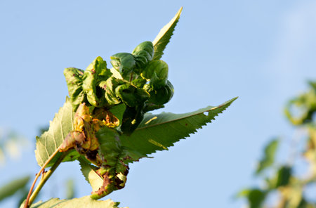 Twisted cherry leaves. Affected by black aphids. Aphid, Aphis schneideri, severe damage by garden pests.の写真素材