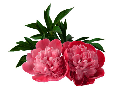 Close-up pink peonies isolated on white backgroundの写真素材