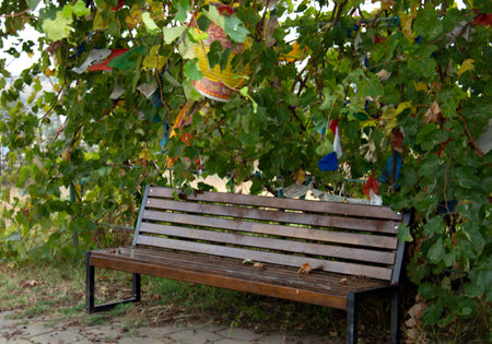 Empty wooden bench in a beautiful gardenの写真素材