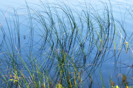 Marsh grass with ripping water leading into it. Green grass against blue waterの写真素材