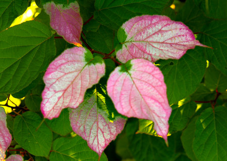 Actinidia kolomikta (Variegated Kiwi Vine) red green leaves with rain drops, close up. Artic Kiwi...