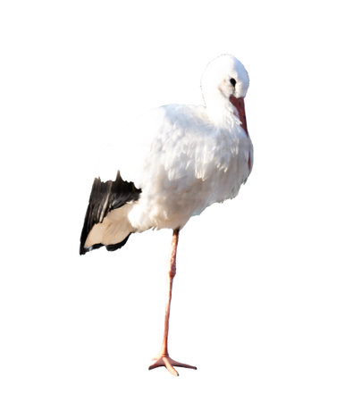 The stork stands on one leg. Bird Portrait Isolated on White Backgroundの写真素材