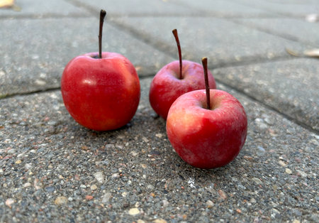 Three red apples are lying on a gray paving stoneの写真素材