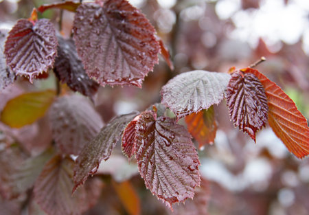 Close-up of hazelnut leaves with raindropsの写真素材