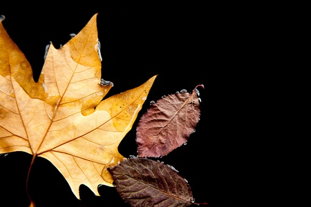 Tree Leavesの写真素材