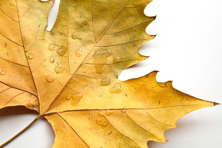 Tree Leavesの写真素材