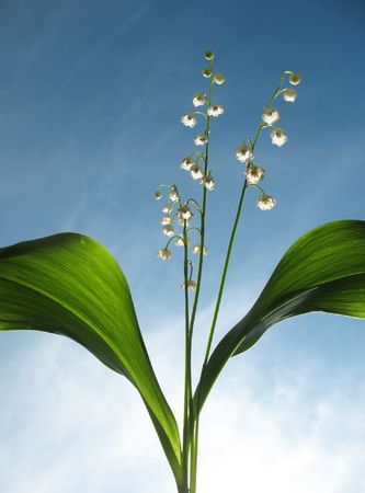 Flowering lily May (Convallaria majalis) against the blue skyの写真素材