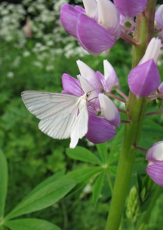 Lupin (Lupinus), family Fabaceae, in the gardenの写真素材
